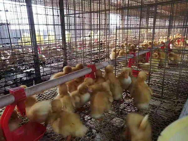 肉鴨設備
