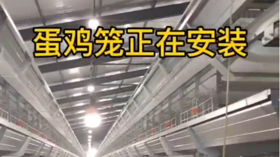 蛋雞籠安裝現(xiàn)場