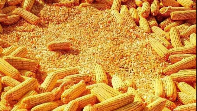 新玉米秋收上市：蛋雞養(yǎng)殖中新玉米使用的四大危害分析與五大解決應(yīng)對(duì)方案