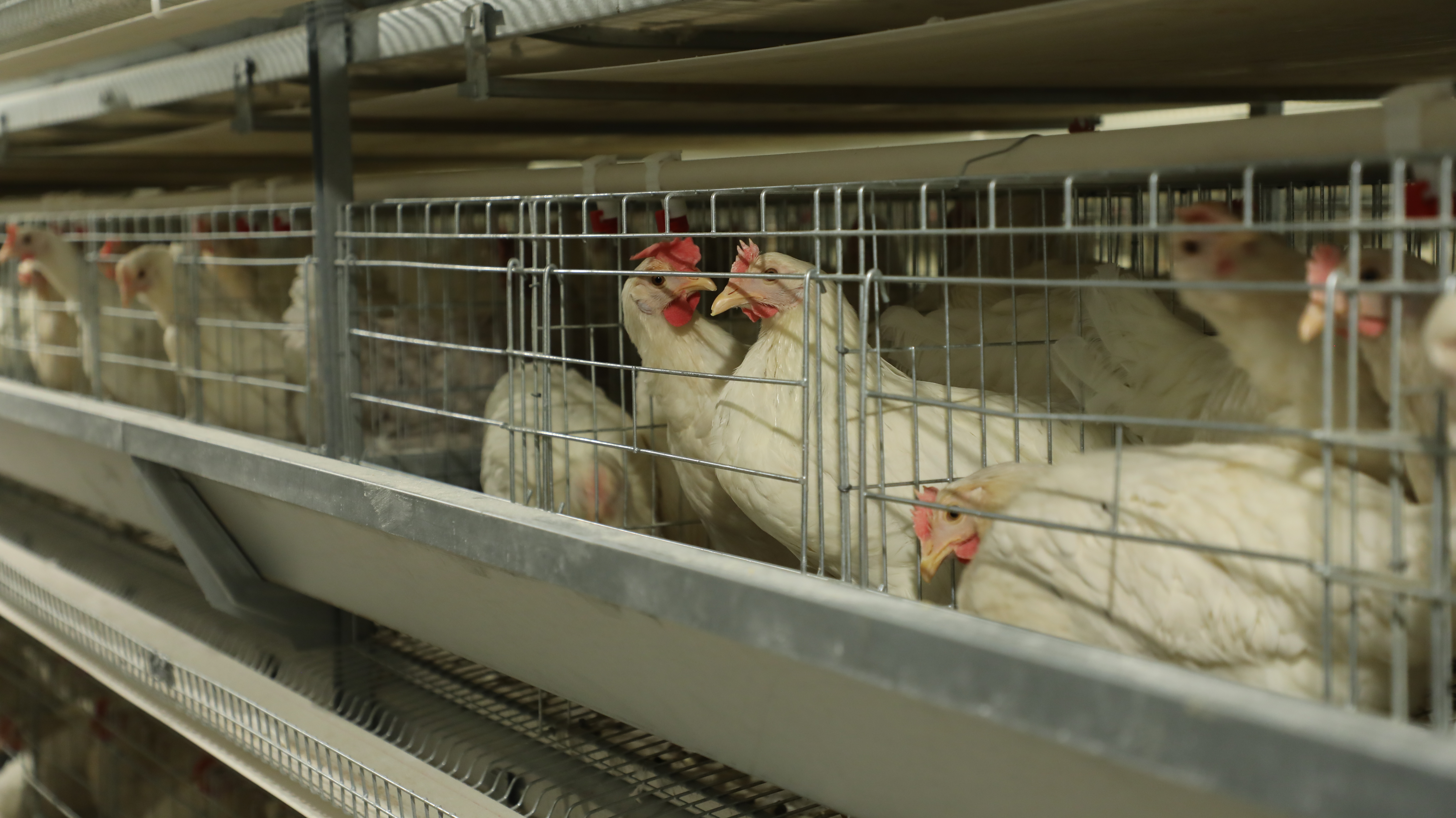 規(guī)模化成就肉禽蛋多項世界第一 我國豬肉、禽肉禽蛋產量居世界前列