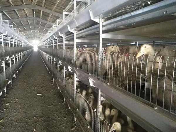 肉鴨自動化設備