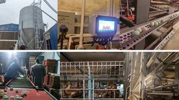 東西南北蛋雞產能布局分散化 帶來產業(yè)新的“危”與“機”